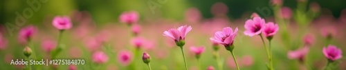 Pink Mallow flowers bloom on a green stem in the garden, nature, pink flowers, meadow