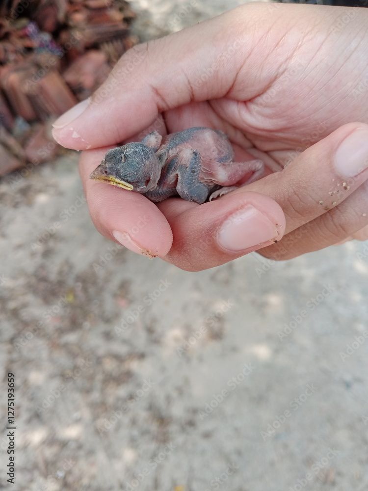 a baby bird on the palm of the hand a baby bird on the palm of the hand