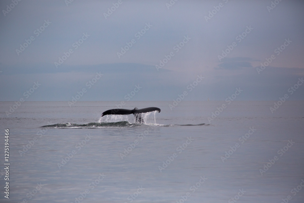 Fototapeta premium humpback whale tail
