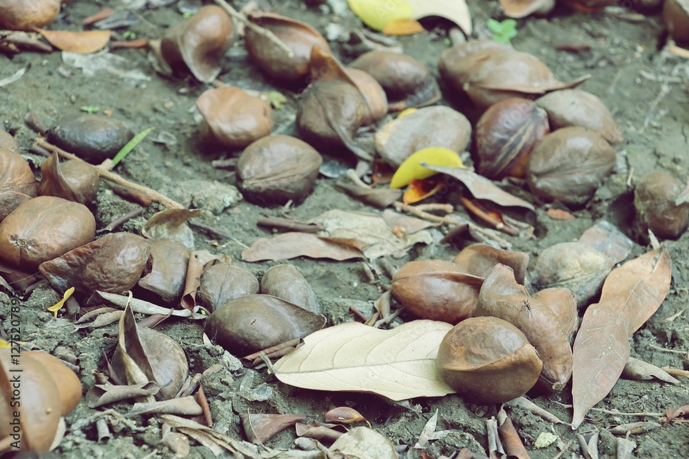 Ripened fruit of Tulip mangrove tree (Looking-glass mangrove) on ground Ripened fruit of Tulip mangrove tree (Looking-glass mangrove) on ground
