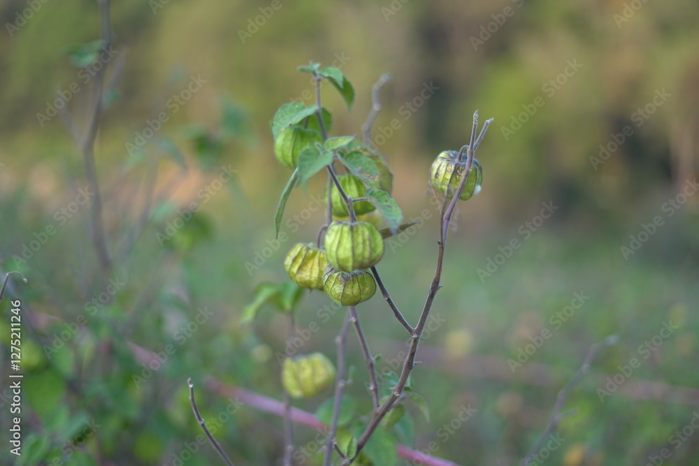 Physalis minima. Growing wild cape gooseberry (pygmy groundcherry). Solanaceae family Physalis minima. Growing wild cape gooseberry (pygmy groundcherry). Solanaceae family