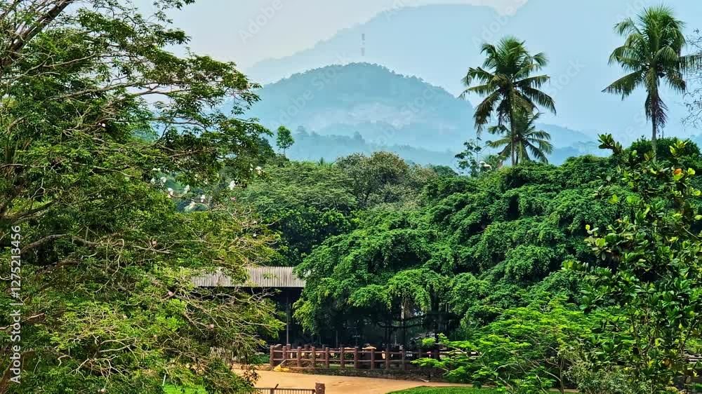 Pan shot of forest and white birds flying in Pinnawala Elephant Orphanage, Pinnawala village, Sabaragamuwa Province, Sri Lanka Pan shot of forest and white birds flying in Pinnawala Elephant Orphanage, Pinnawala village, Sabaragamuwa Province, Sri Lanka