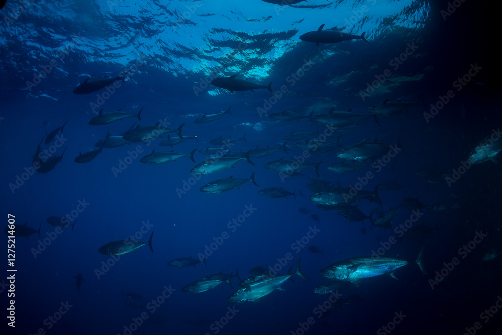 Fototapeta premium マグロ穴のイソマグロ 小笠原 東京都