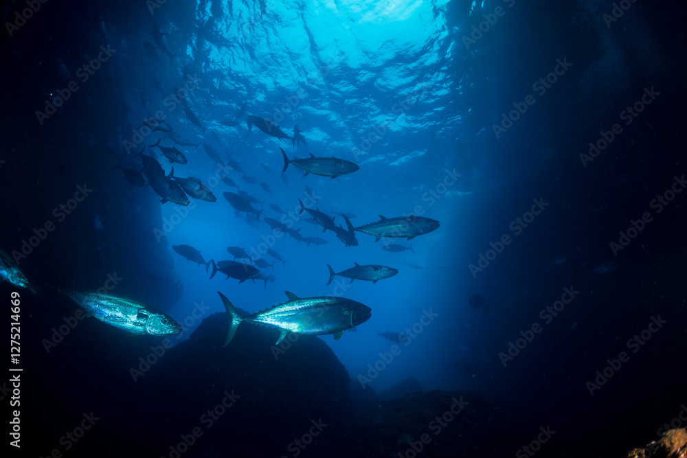 Fototapeta premium マグロ穴のイソマグロ 小笠原 東京都