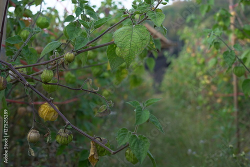 Physalis minima. Growing wild cape gooseberry (pygmy groundcherry). Solanaceae family