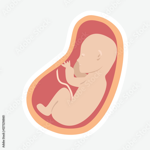 Fetal Development Illustration.  Illustration of a fetus in the womb, highlighting early stages of human development. Ideal for educational and medical content