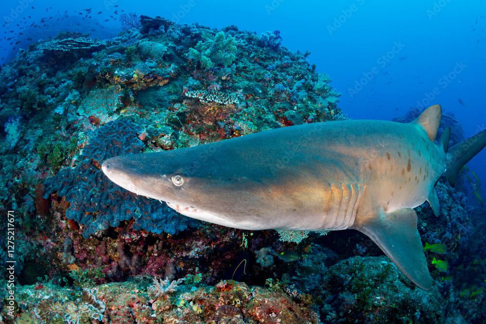Fototapeta premium シロワニ 小笠原 東京都