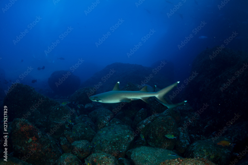 Fototapeta premium ネムリブカ 小笠原