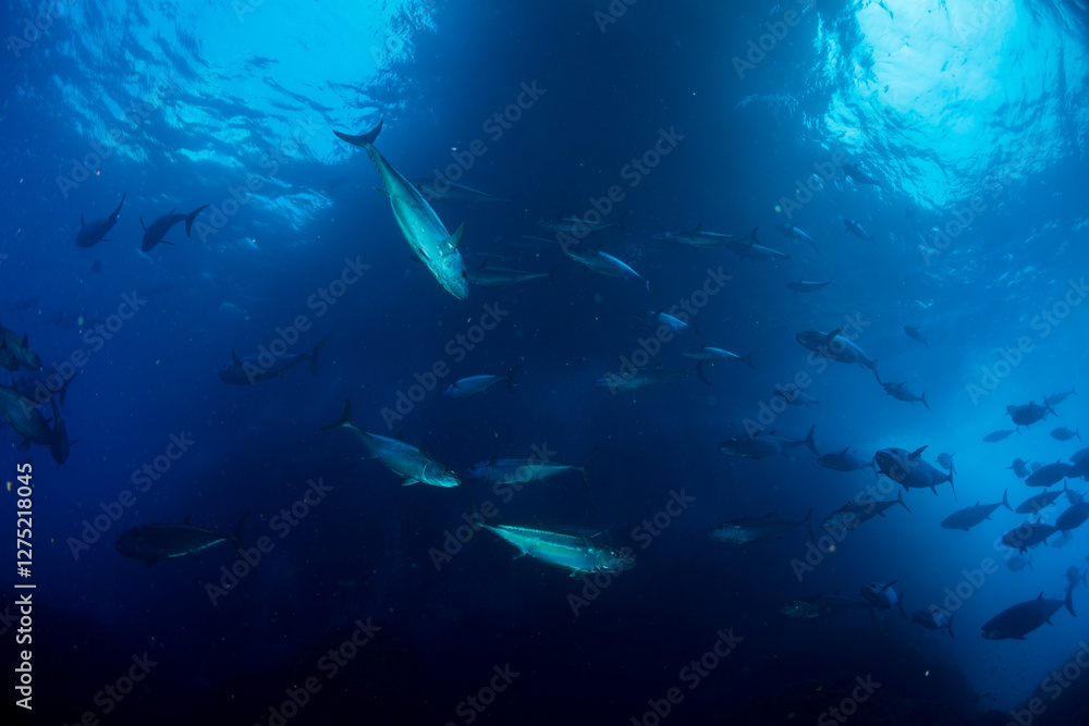 Fototapeta premium マグロ穴のイソマグロ 小笠原 東京都 