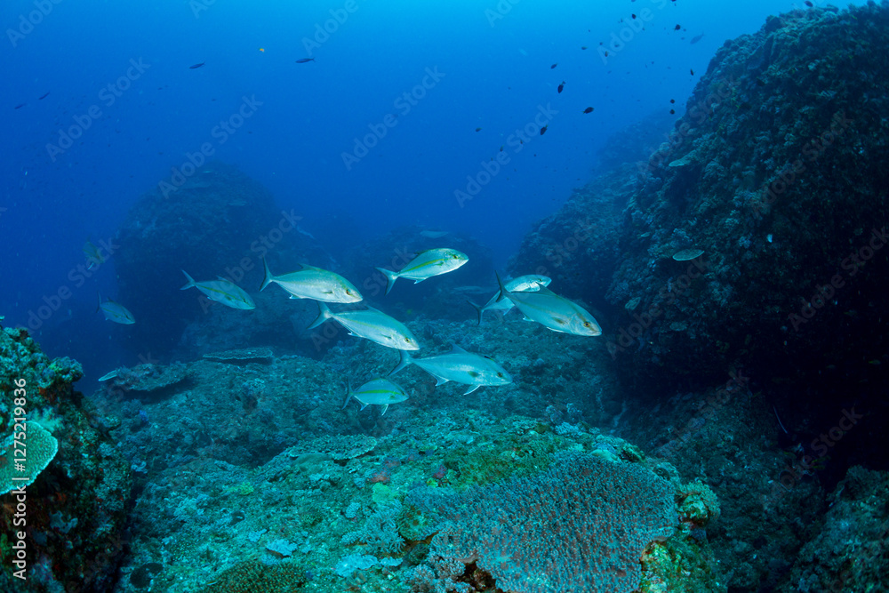 Fototapeta premium ヒレナガカンパチ 小笠原