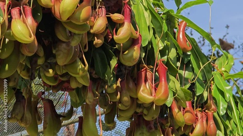Nepenthes. It is a beautiful tropical pitcher plant.