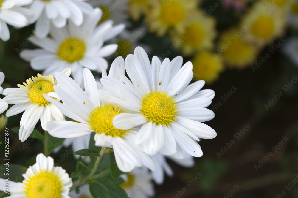 white Common daisy beautiful flowers with blur green background in garden, White beautiful daisies on a field in green grass, Oxeye daisy, Leucanthemum vulgare, Daisies, Dox-eye, Dog daisy in nature white Common daisy beautiful flowers with blur green background in garden, White beautiful daisies on a field in green grass, Oxeye daisy, Leucanthemum vulgare, Daisies, Dox-eye, Dog daisy in nature