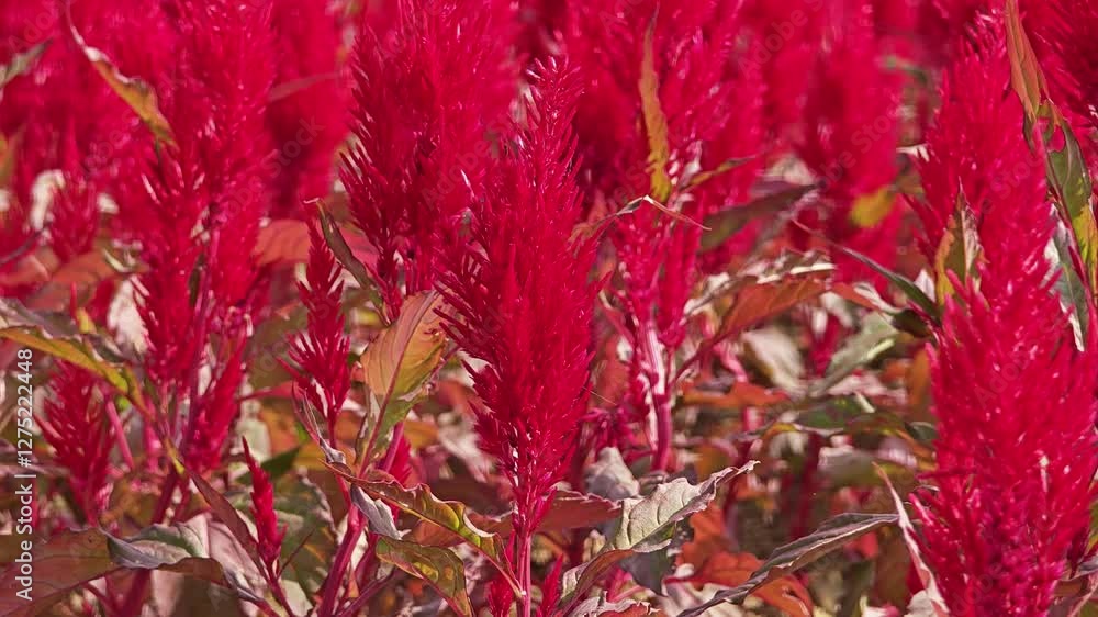 Beautiful flower in red color with Celosia Argentea or Plumed cockscomb blossom.
Beautiful flower in red color with Celosia Argentea or Plumed cockscomb blossom.