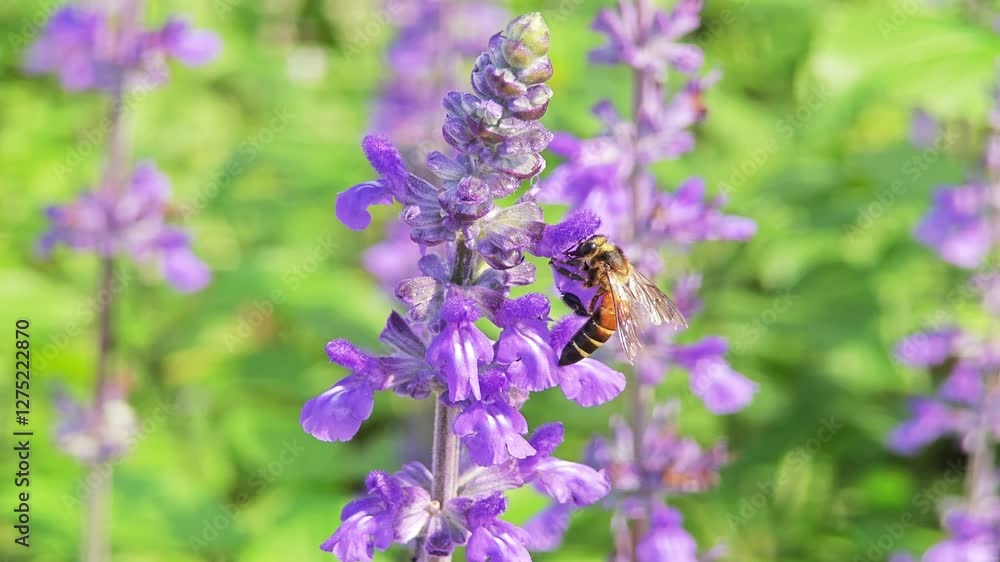 Lavender blossoms. Bunch of lavender with bee.
Lavender blossoms. Bunch of lavender with bee.