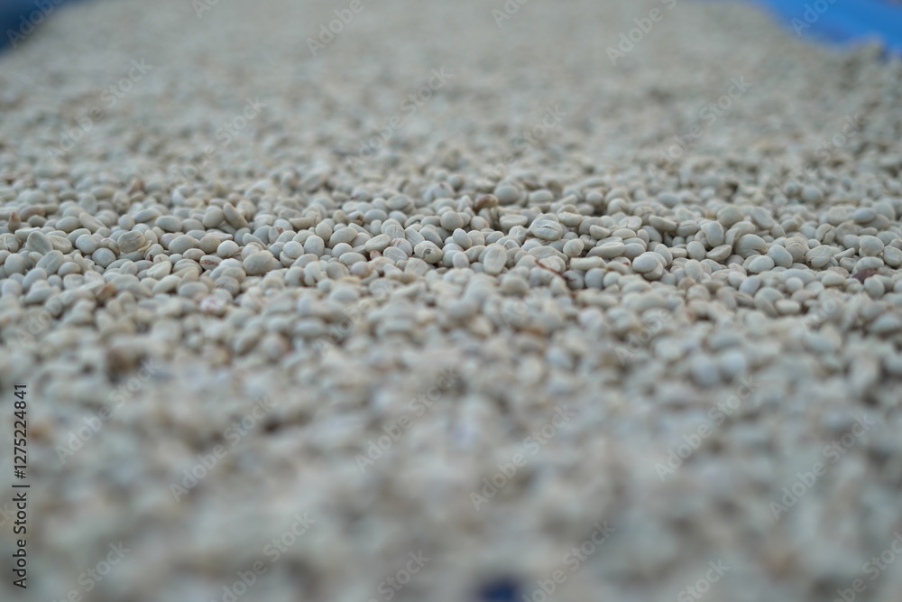 Coffee beans are dried in the sun. Coffee beans are dried in the sun.