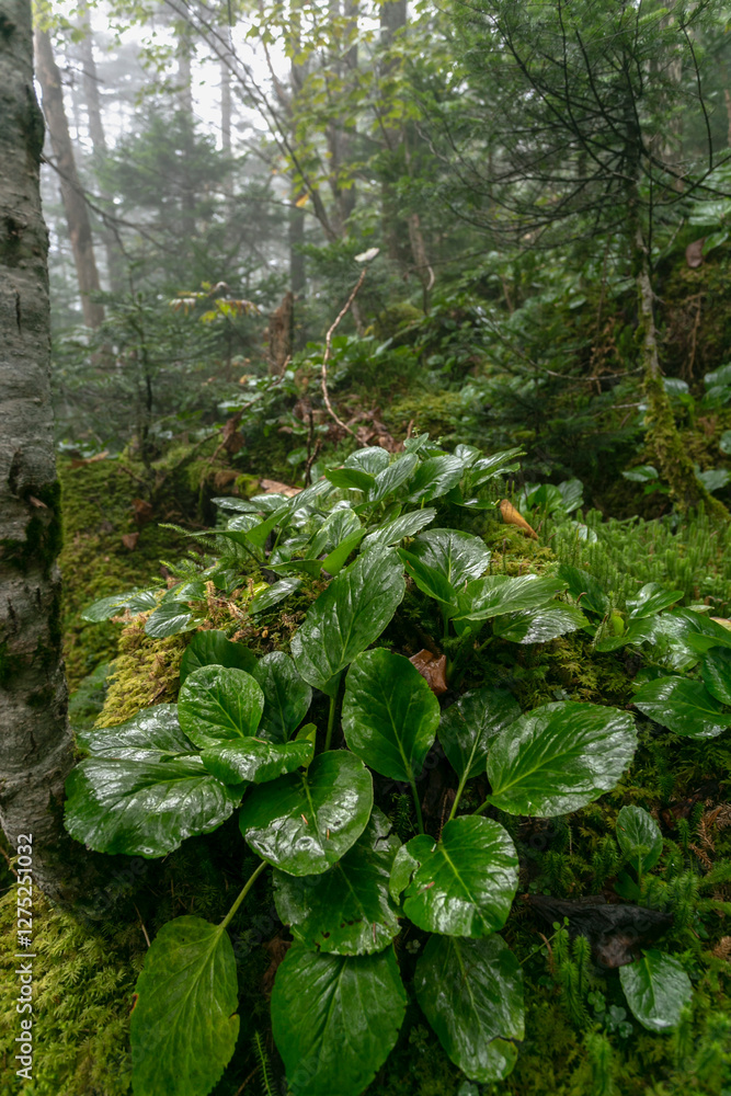 Obraz premium Bergenia thickets