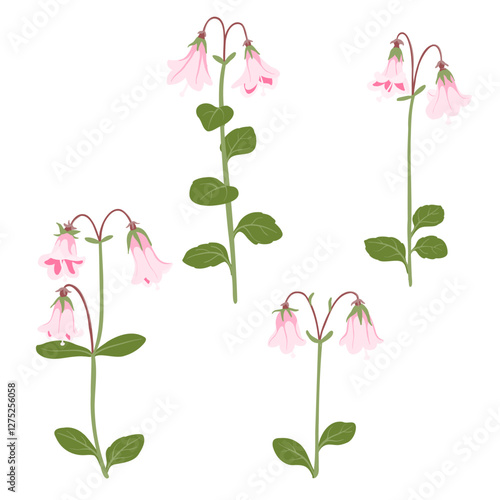 twinflowers, twin flowers, Linnaea borealis , vector drawing wild plants at white background, floral element, hand drawn botanical illustration