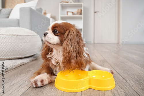 Cute cavalier King Charles ...