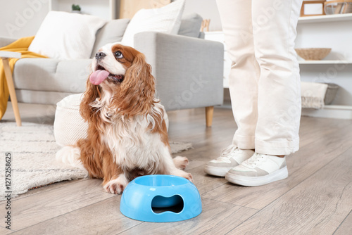 Cute cavalier King Charles ...
