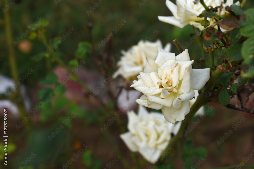 Fototapeta premium Beautiful white rose flower closeup in garden, A very beautiful white rose flower bloomed on the rose tree, Rose flower closeup, bloom flowers, Natural spring flower, Natural floral background,