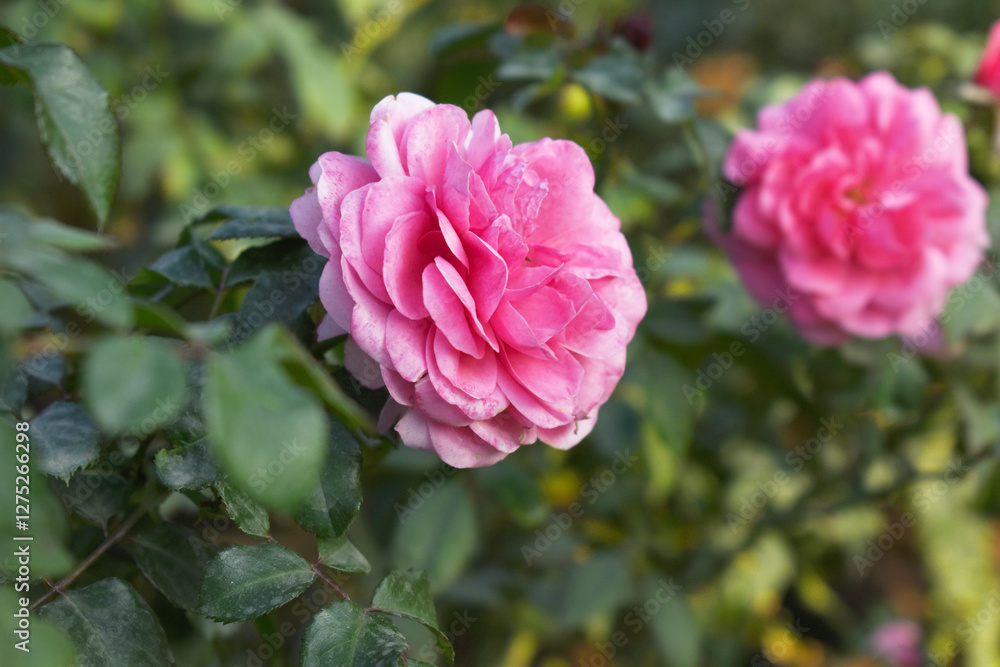 Beautiful pink white rose flower closeup in garden, A very beautiful pink white yellow rose flower bloomed on the rose tree, Rose flower closeup, bloom flowers, Natural spring flower floral background Beautiful pink white rose flower closeup in garden, A very beautiful pink white yellow rose flower bloomed on the rose tree, Rose flower closeup, bloom flowers, Natural spring flower floral background