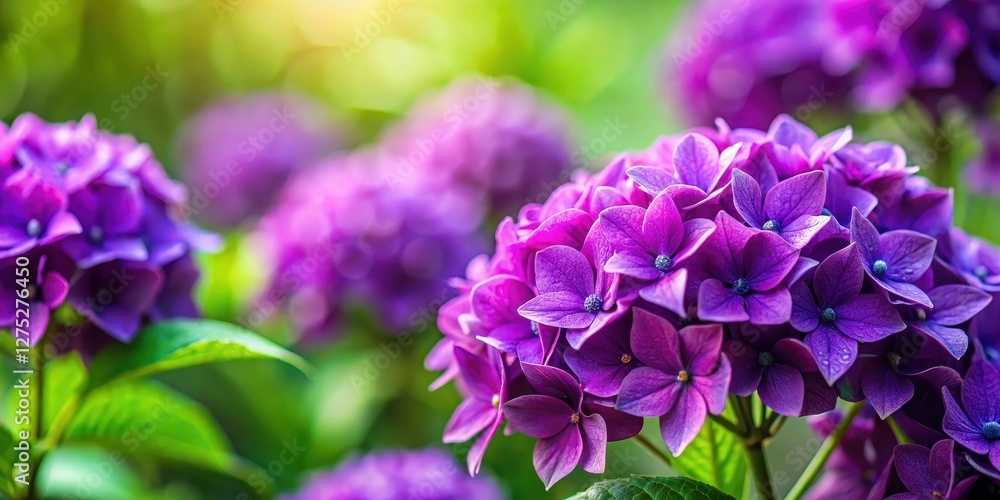 Vibrant Purple Hydrangea Blooms in a Lush Garden Setting, Basking in the Warm Sunlight of a Summer Day Vibrant Purple Hydrangea Blooms in a Lush Garden Setting, Basking in the Warm Sunlight of a Summer Day