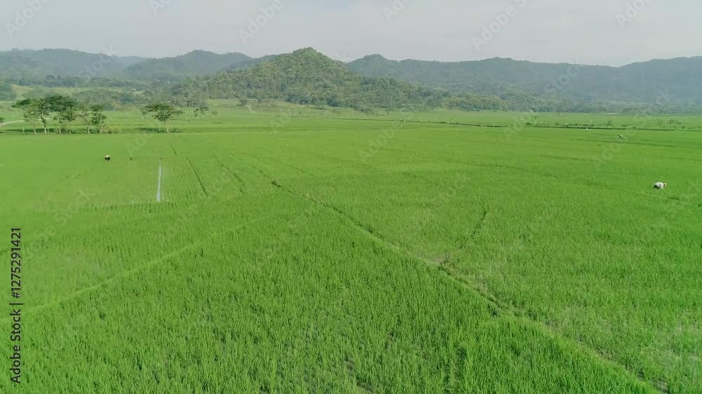 Expanse of rice fields from sky view Expanse of rice fields from sky view