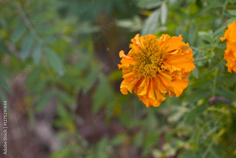 orange marigold flower blossom in garden, orange Mari Gold flowers for decorate garden, Close up of beautiful orange marigold flower. Nature, Marigold flowers bloom in the morning, Marigold orange marigold flower blossom in garden, orange Mari Gold flowers for decorate garden, Close up of beautiful orange marigold flower. Nature, Marigold flowers bloom in the morning, Marigold