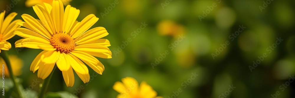 Close up of a bright yellow flower blooming against a lush green background in the warm summer sunlight, sunny, vibrant Close up of a bright yellow flower blooming against a lush green background in the warm summer sunlight, sunny, vibrant