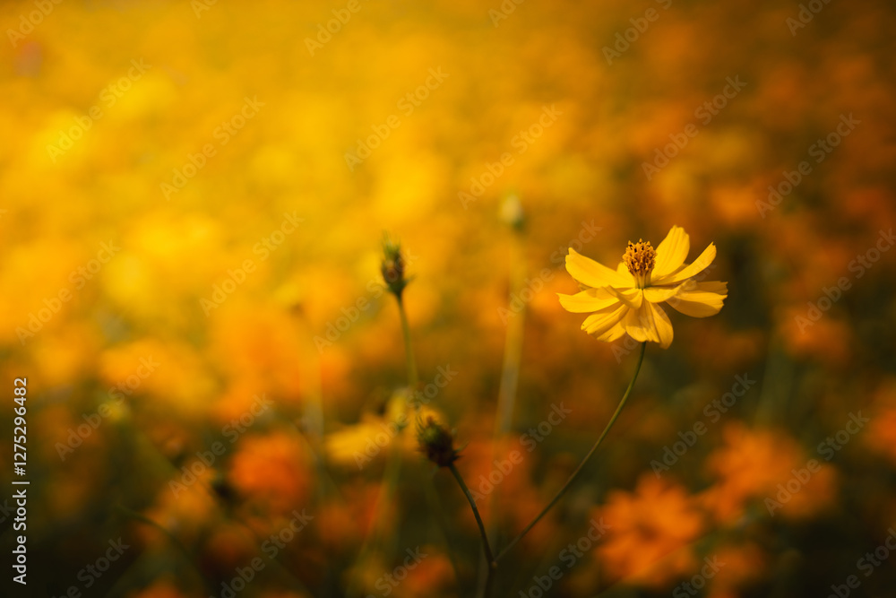 Yellow flowers, yellow flowers background in summer Yellow flowers, yellow flowers background in summer