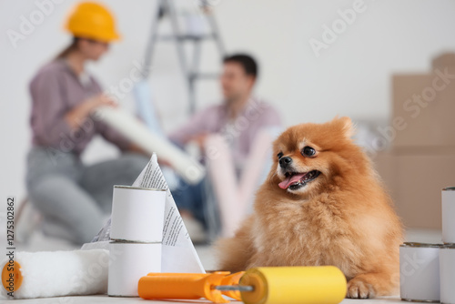 Cute Pomeranian dog with pa...