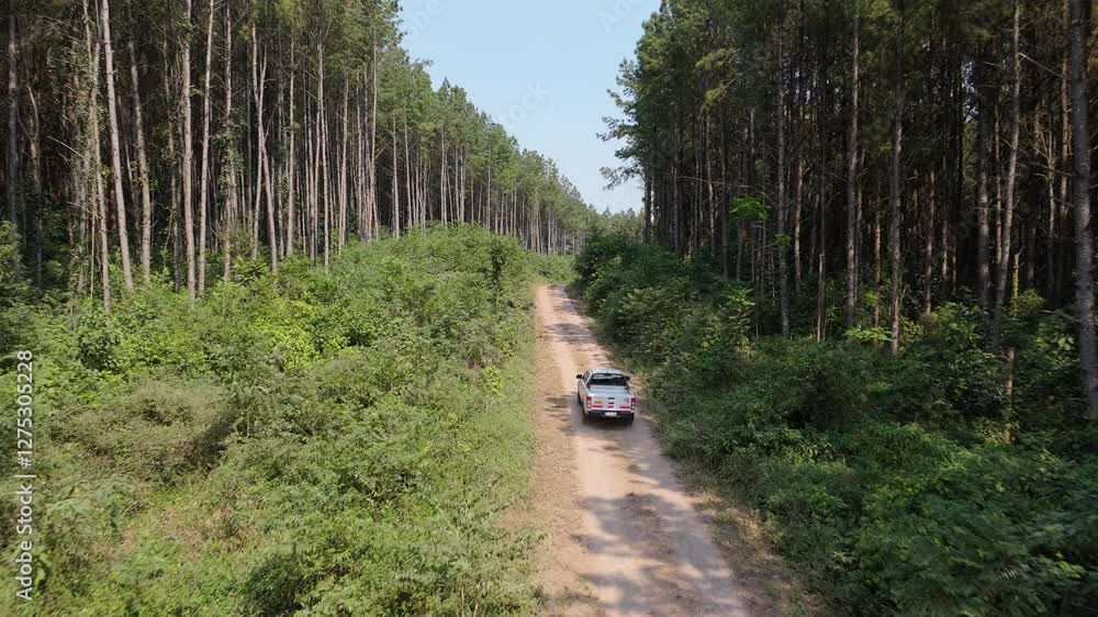 Car driving through dirt road in managed pine forest, Industrial forestry, drone shot Car driving through dirt road in managed pine forest, Industrial forestry, drone shot