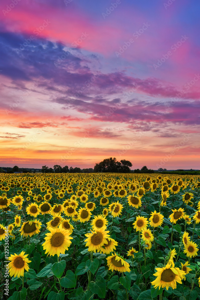 Fototapeta premium Beautiful sunset over sunflowers field