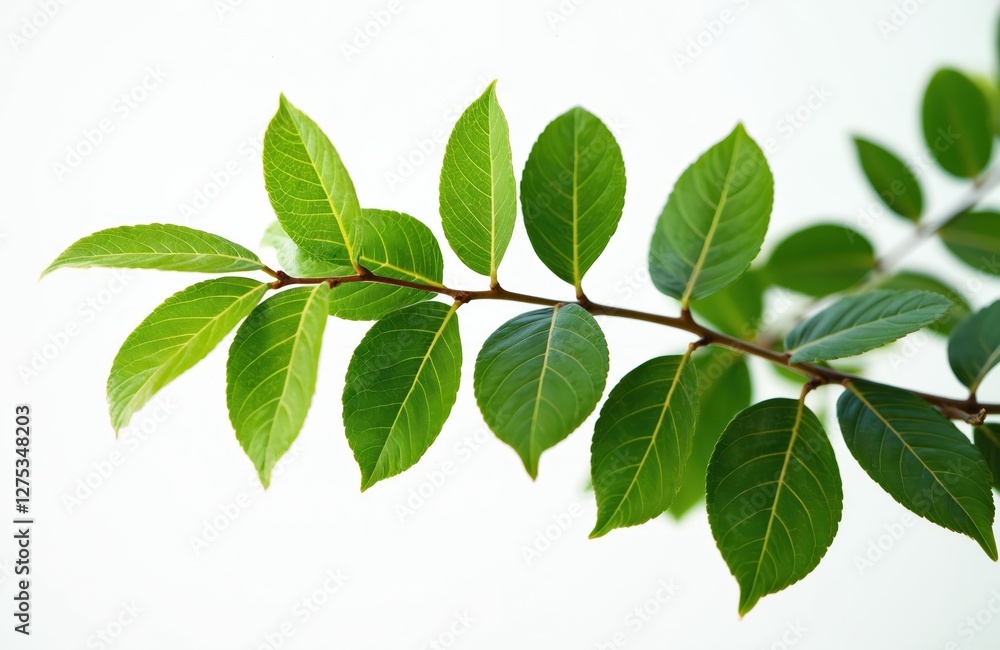 Green leaves branch on white backdrop. Rich foliage shows nature beauty, freshness, vibrant growth. Perfect for eco, healthy lifestyle, spring design projects with isolated botany. Green leaves branch on white backdrop. Rich foliage shows nature beauty, freshness, vibrant growth. Perfect for eco, healthy lifestyle, spring design projects with isolated botany.