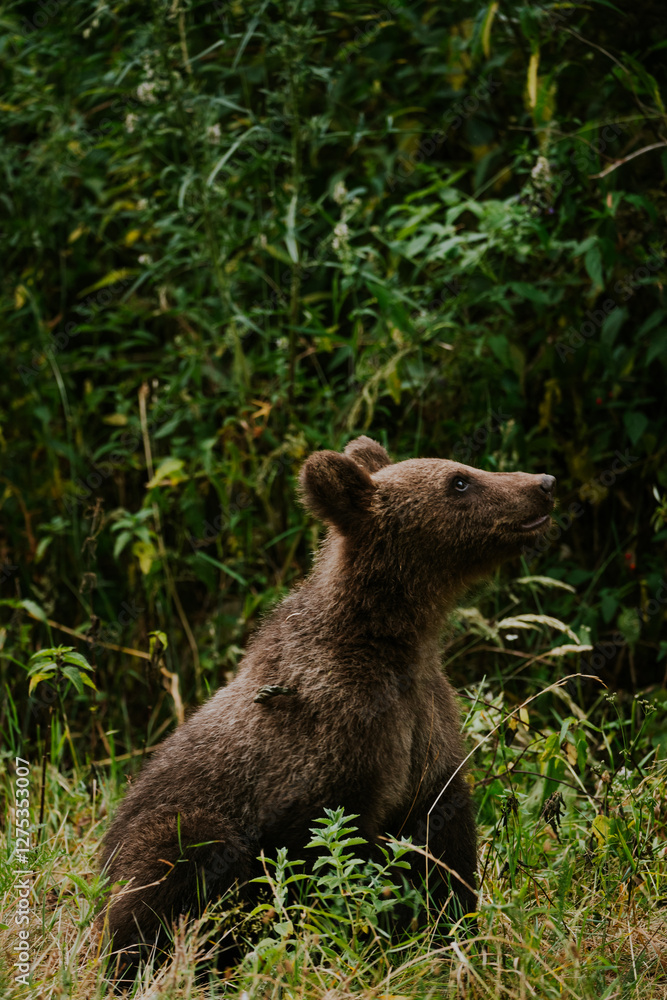 Fototapeta premium Niedźwiedź