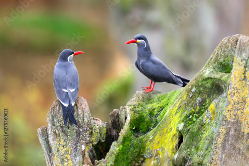 Couple of Inca terns on a dead tree. Larosterna inca, Bioparc, Doué la Fontaine, Doué en Anjou, Maine et Loire 49, Région Pays de la Loire, France, European Union, Europe photo