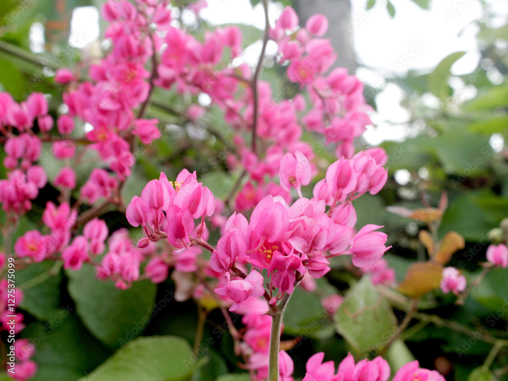 Bride's tears (Antigonon) is a climbing plant (liana) belonging to the Polygonaceae tribe originating from Central America. With two or three types of members, this plant is a garden decoration. Bride's tears (Antigonon) is a climbing plant (liana) belonging to the Polygonaceae tribe originating from Central America. With two or three types of members, this plant is a garden decoration.
