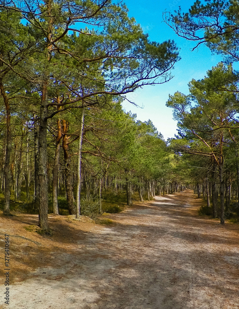 Fototapeta premium Forest in Stilo. Northern Poland.