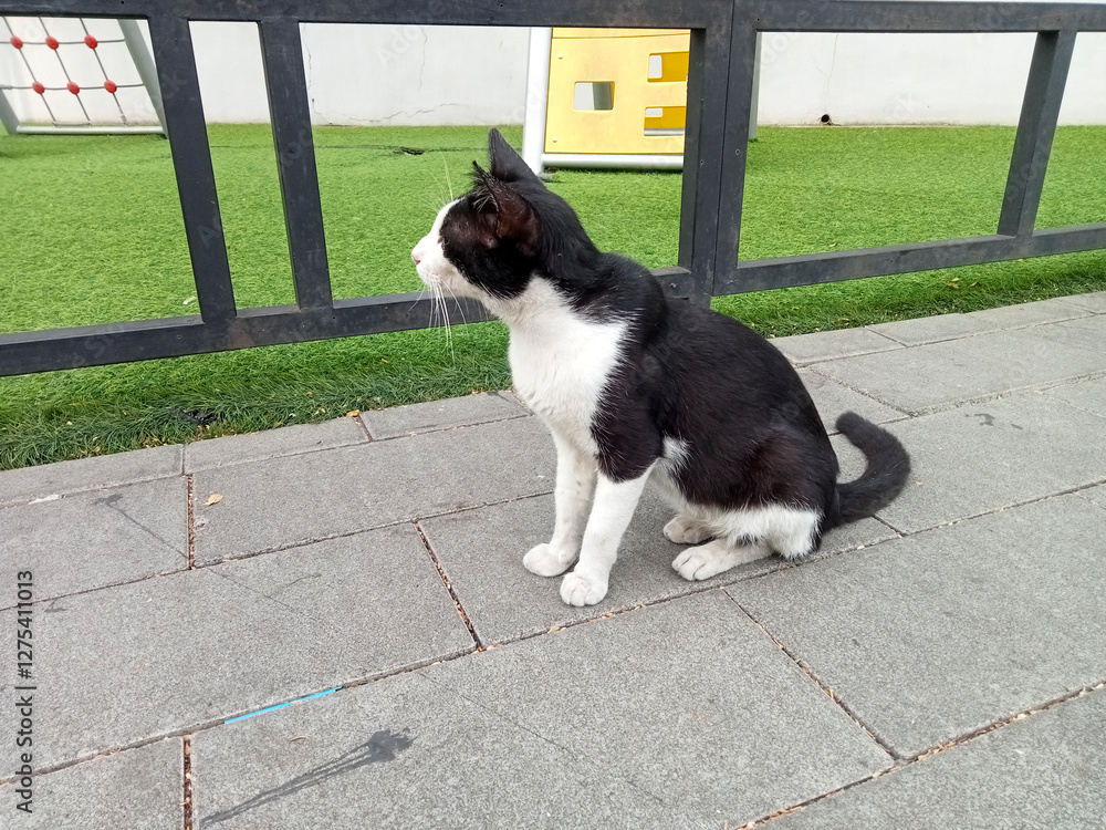 cat near synthetic grass park, black and white cat sitting on synthetic grass, cat sitting in the park cat near synthetic grass park, black and white cat sitting on synthetic grass, cat sitting in the park