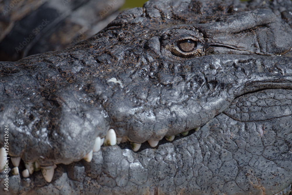 Obraz premium Crocodile Closeup