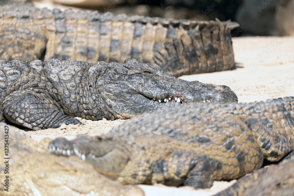 Fototapeta premium Crocodile Closeup