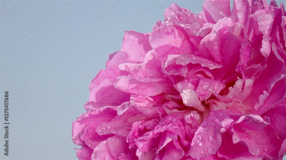 Peony petals with water drops closeup against sunny sky background. Strong wind rocks the large flower. The beauty and magic of nature. Concept for advertising design, celebrating date, gifts. 4K
Peony petals with water drops closeup against sunny sky background. Strong wind rocks the large flower. The beauty and magic of nature. Concept for advertising design, celebrating date, gifts. 4K