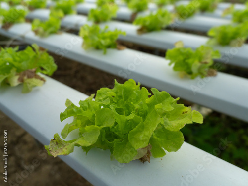 Green Oak Leaf Lettuce – Fresh Organic Hydroponic Farm. Close-up of vibrant green oak lettuce growing in a hydroponic vegetable plantation. Healthy farm-grown leafy greens in an organic cultivation fa photo