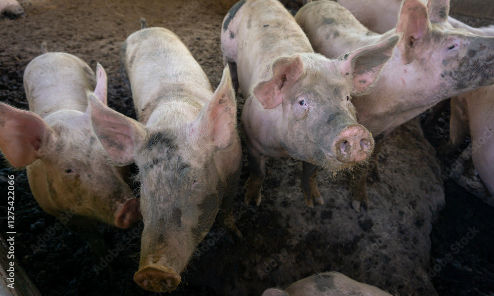 Group of pigs in livestock farm playing mud. Group of pigs in livestock farm playing mud.