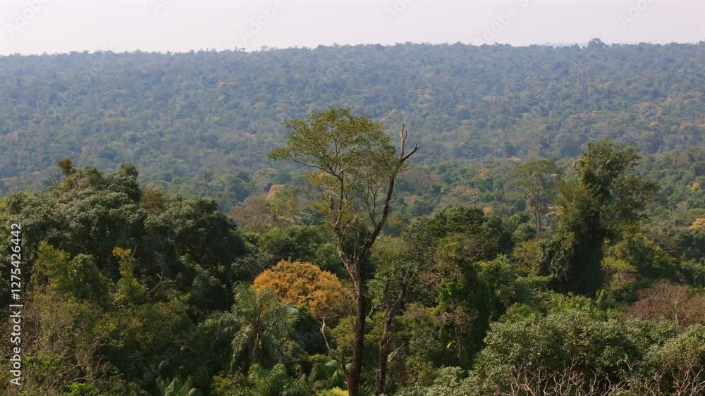 Panoramic aerial movement of dense Amazon jungle with vibrant green foliage and a distant horizon. Panoramic aerial movement of dense Amazon jungle with vibrant green foliage and a distant horizon.