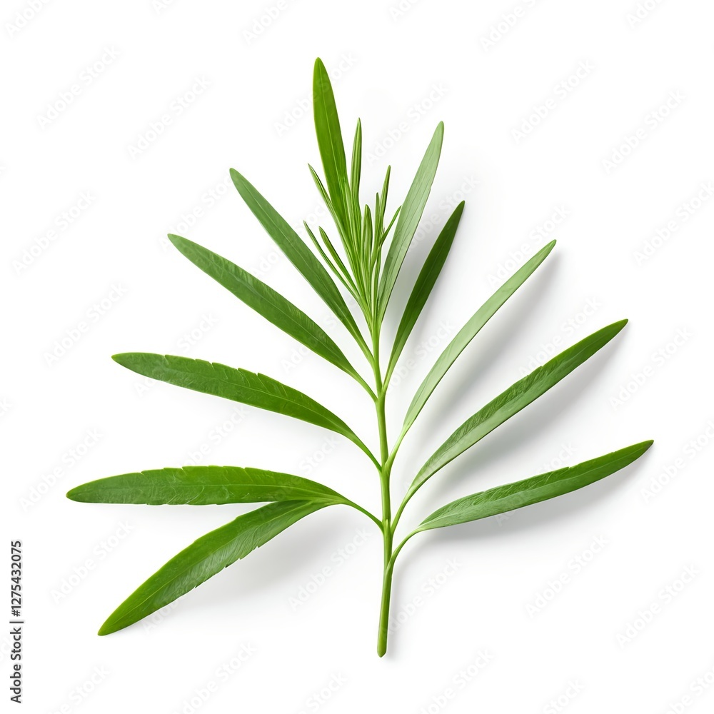Green Sprig with Long Narrow Leaves on White Background Green Sprig with Long Narrow Leaves on White Background