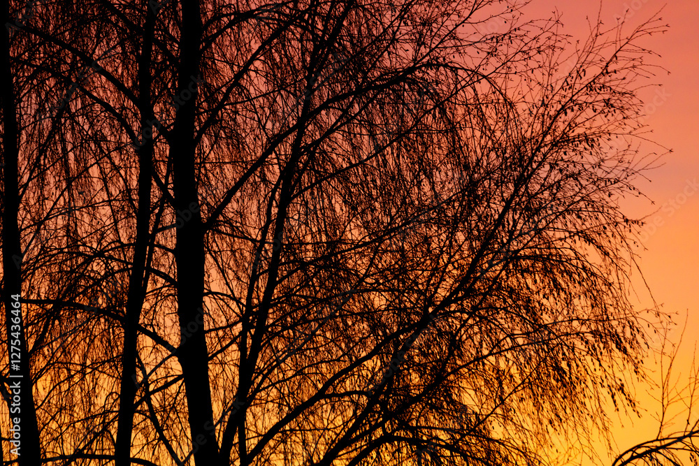 The trees are silhouetted against a beautiful orange sky The trees are silhouetted against a beautiful orange sky