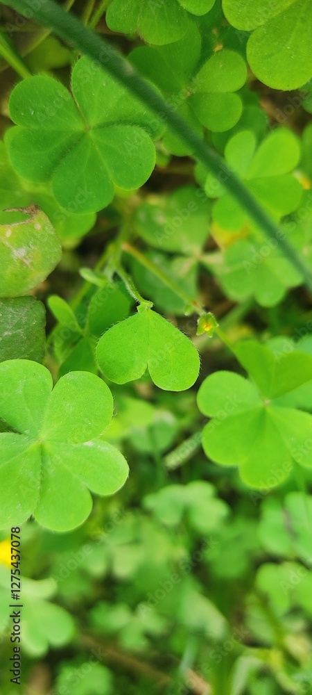 Natural Flowers From Nepal Mountain 🏔️