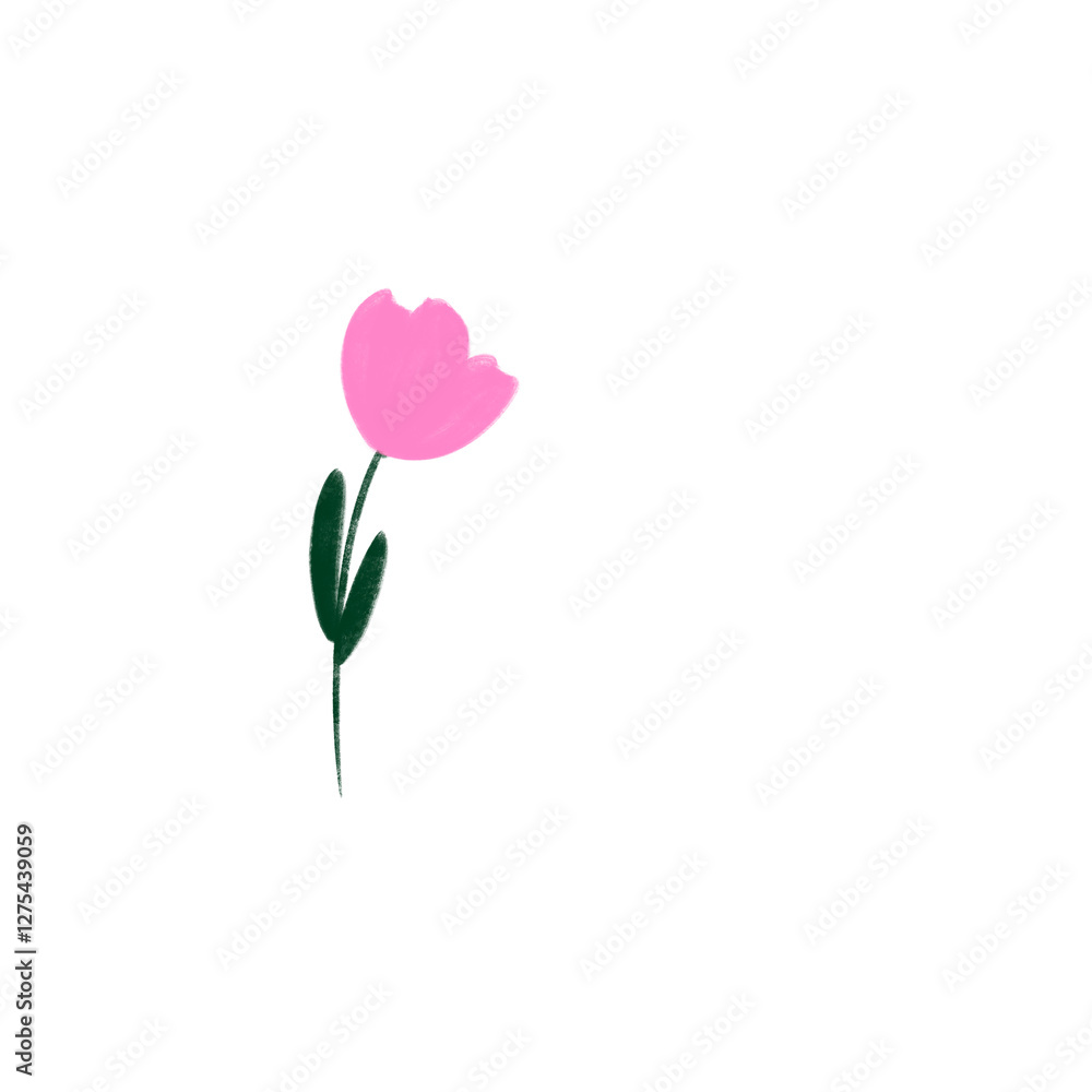 pink tulip on white background pink tulip on white background