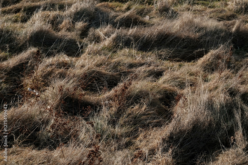 Dried grass vegetation in winter Dried grass vegetation in winter